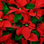 stella-di-natale