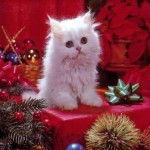 natale natale