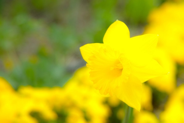 festa del narciso rocca di mezzo