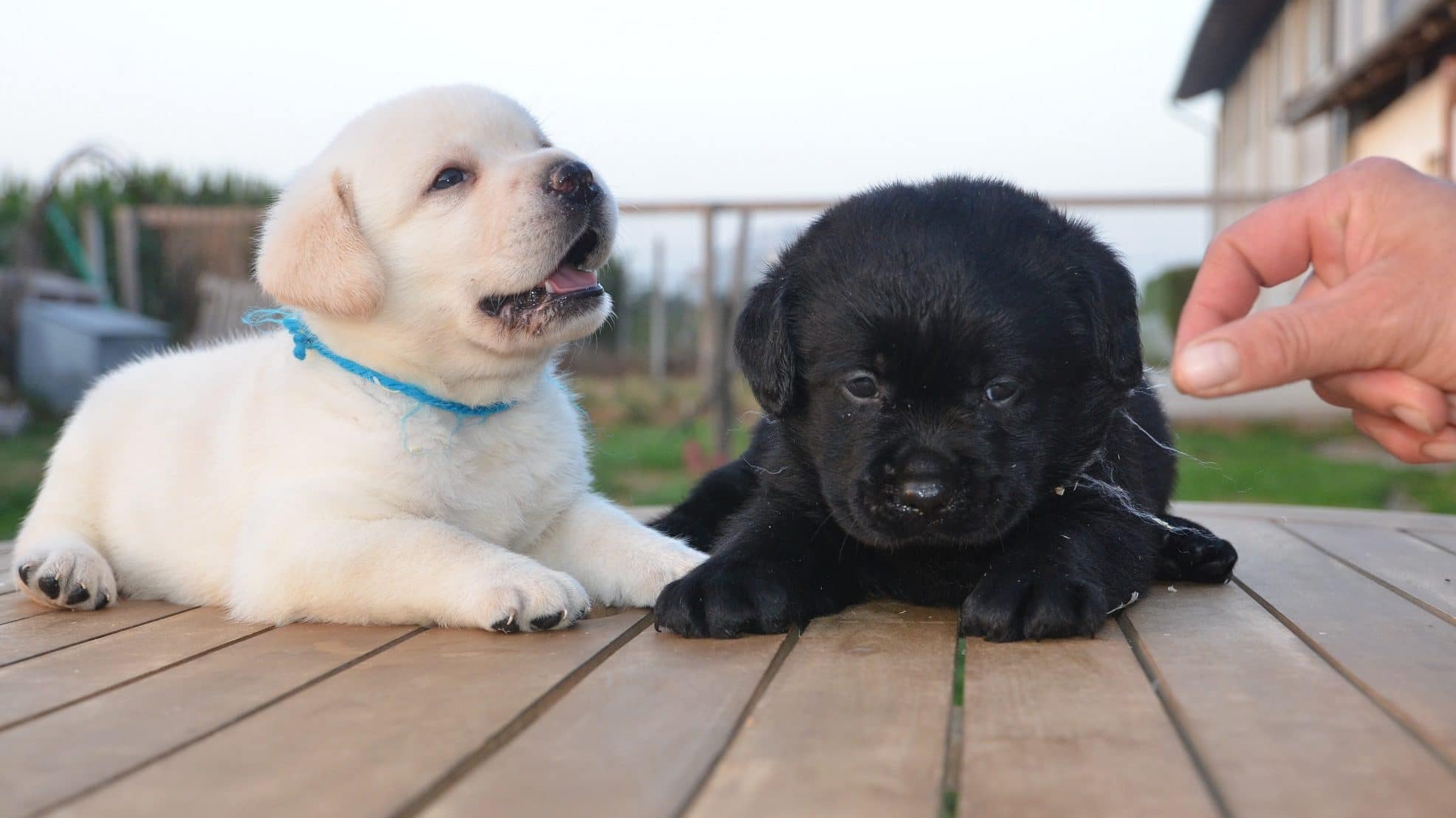 cuccioli di labrador